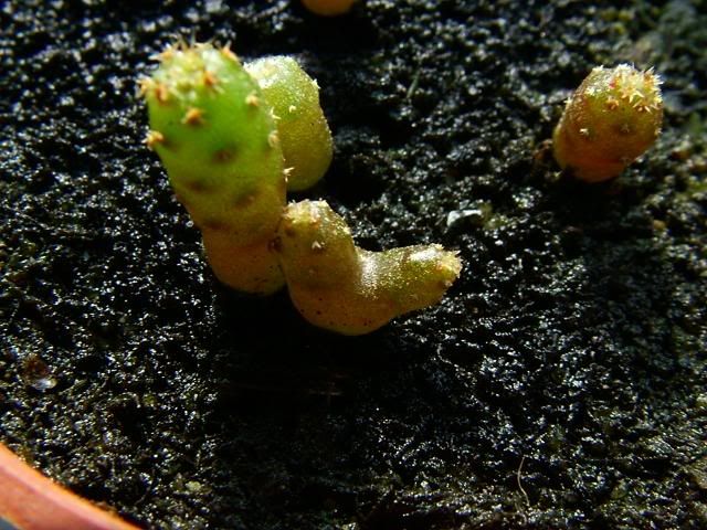 Rebutiaplantula1.jpg