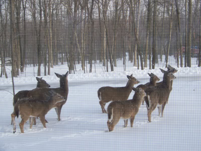 Deer2-14-07.jpg