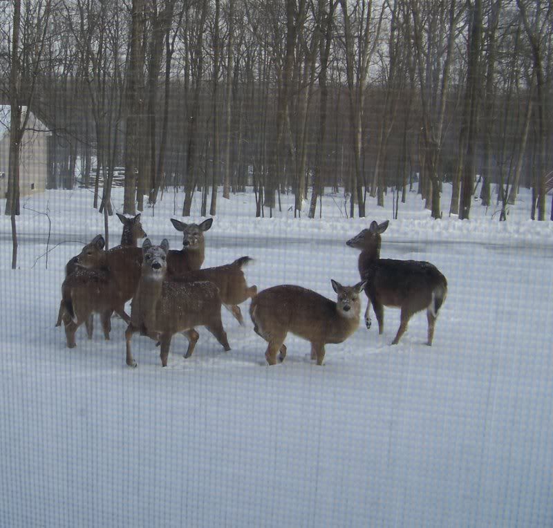 Deer32-14-07.jpg