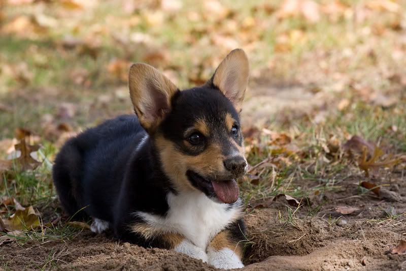 IMAGE: http://img.photobucket.com/albums/v240/Novallee/DirtyPuppySmiles.jpg