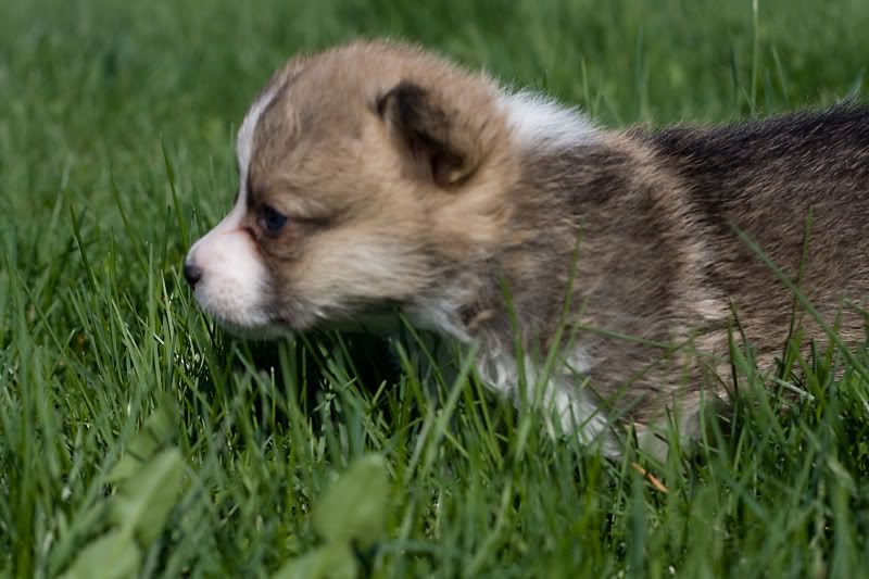 IMAGE: http://img.photobucket.com/albums/v240/Novallee/_MG_8772.jpg