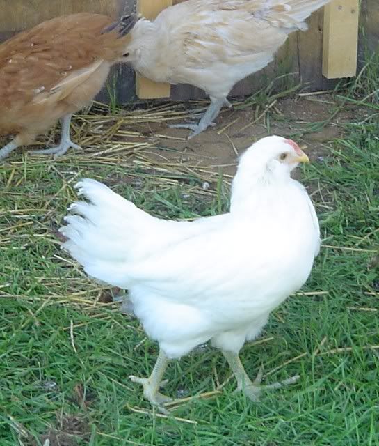 Ontario, Free roosters (1 white Ameraucana, 3 buff-laced Polish)