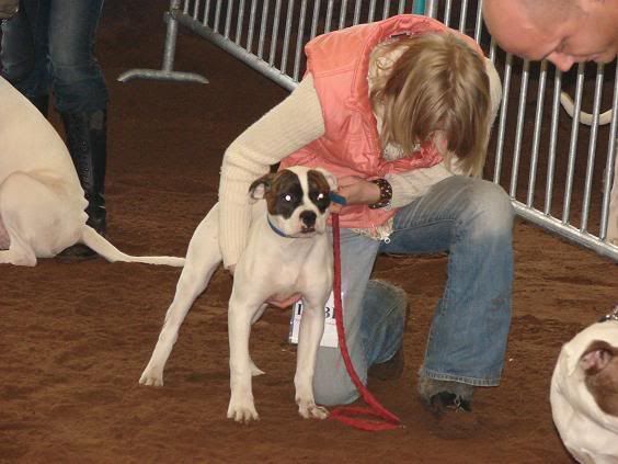 [img width=564 height=423]http://img.photobucket.com/albums/v240/bullbass/allbulldogsaintsalbum/DSC01548kopie.jpg[/img]