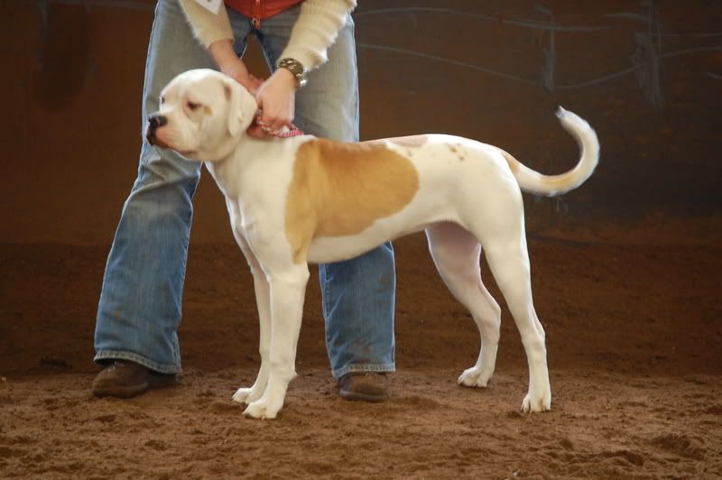 [img width=680 height=452]http://img.photobucket.com/albums/v240/bullbass/allbulldogsaintsalbum/DSC_0441.jpg[/img]