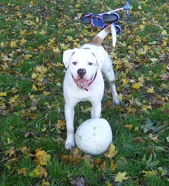 [img width=529 height=581]http://img.photobucket.com/albums/v240/bullbass/allbulldogsaintsalbum/PICT0001.jpg[/img]