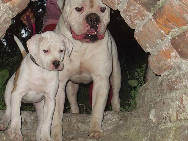 [img width=600 height=450]http://img.photobucket.com/albums/v240/bullbass/allbulldogsaintsalbum/bullslayersdenemarken024.jpg[/img]