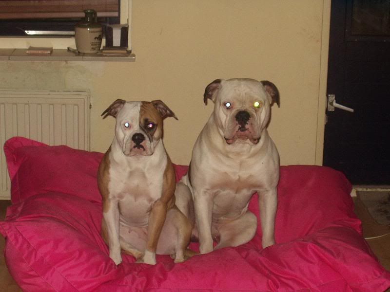 [img width=640 height=480]http://img.photobucket.com/albums/v240/bullbass/allbulldogsaintsalbum/nogmeerfotos043.jpg[/img]