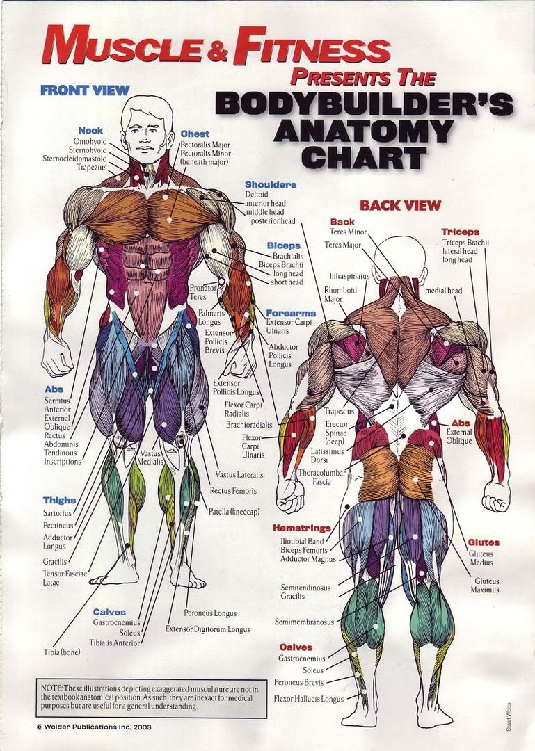 AnatomyChart.jpg