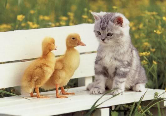 [Image: Kitten-Ducks.jpg]