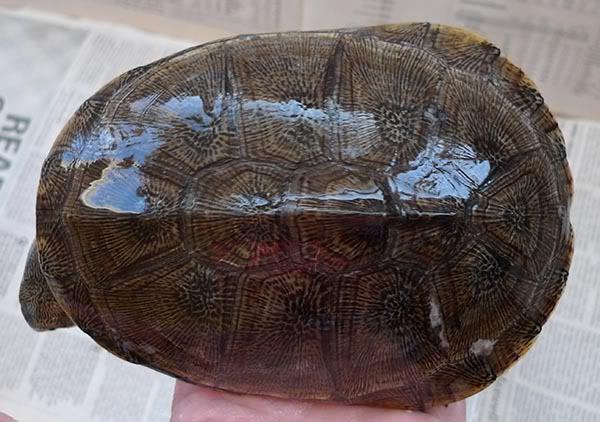 Pelusios Adansonii? - Turtle Identification - Turtle Forum