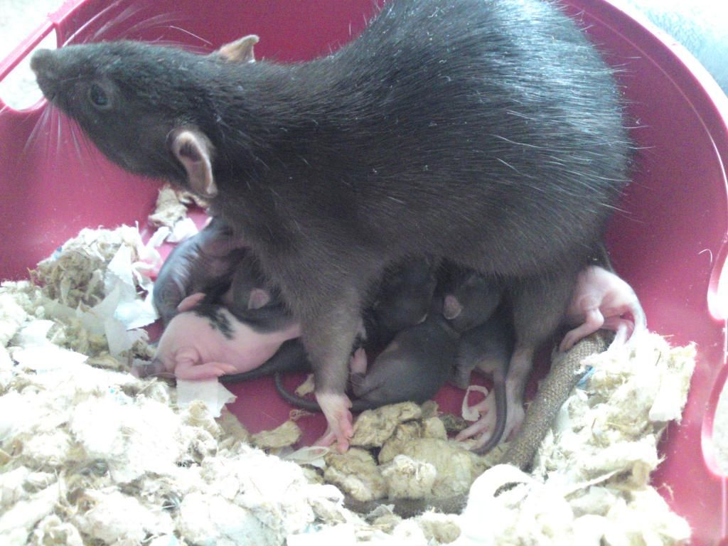 Day908-07-09feeding_zpsdf5ca677.jpg