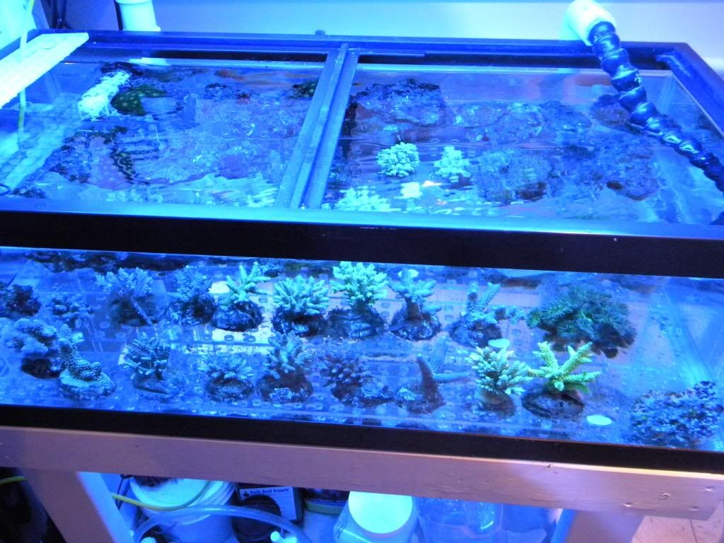 DSCN0705 - FRag Tank 1 running
