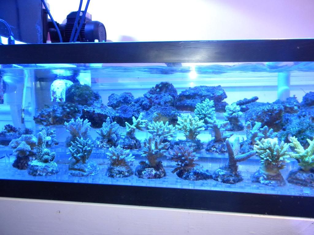 DSCN0708 - FRag Tank 1 running