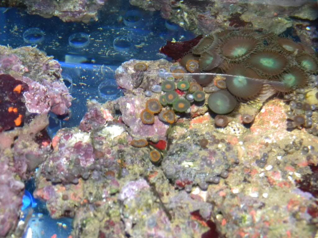DSCN0710 - FRag Tank 1 running