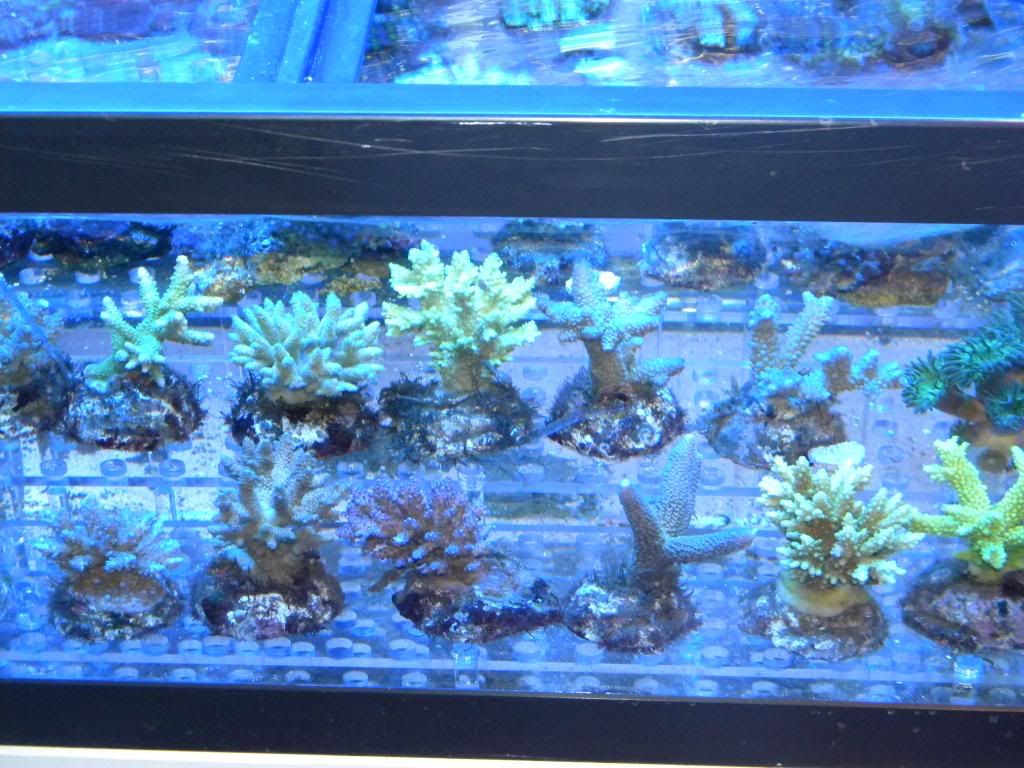 DSCN0716 - FRag Tank 1 running