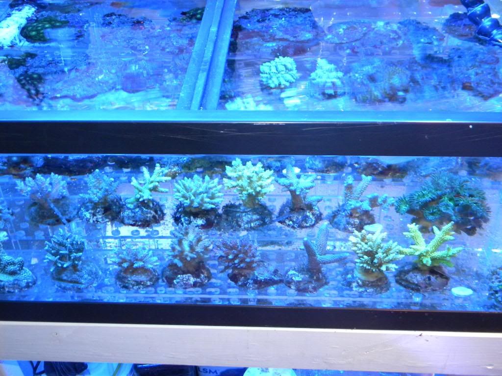 DSCN0717 - FRag Tank 1 running