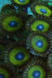 Zoa1 - invasion