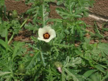 A flowering weed