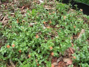 Pretty weed as ground cover