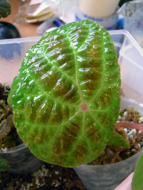 Begonia paulensis