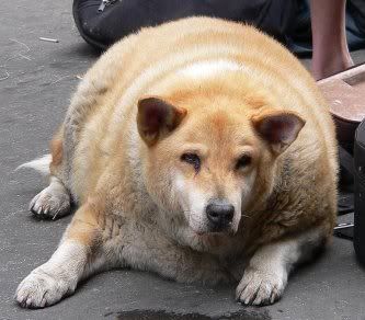 help-my-dogs-as-fat-as-me.jpg