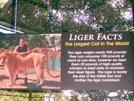 There really are ligers Pictures, Images and Photos