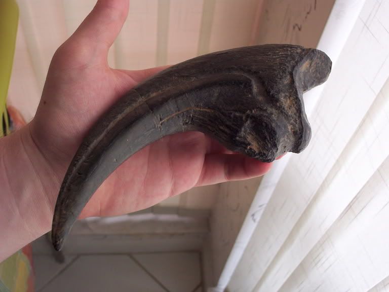 real raptor claw fossil for sale