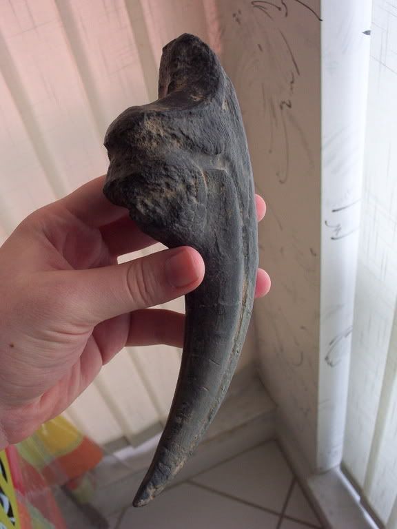 real velociraptor claw for sale