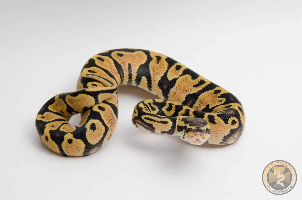 Baby Ball Python Photo Shoot.