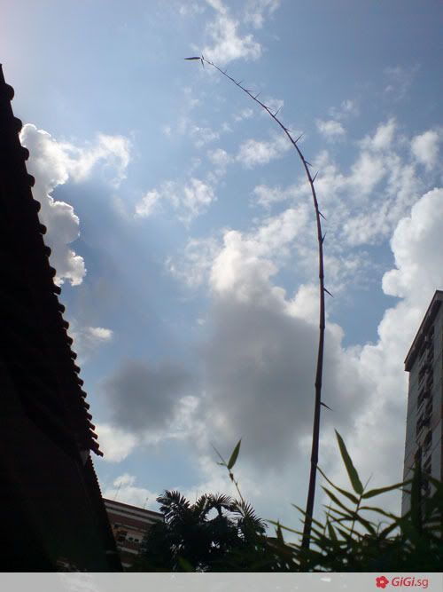 Chuck and the Bamboo Stalk