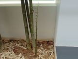 Chuck's Bamboo