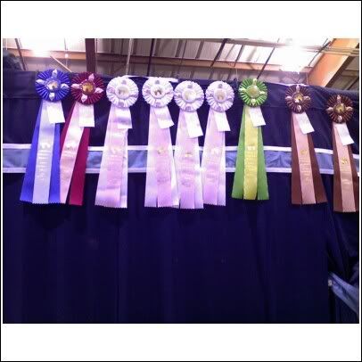 Anyone Sew Their Own Stall Drapes Chronicle Forums