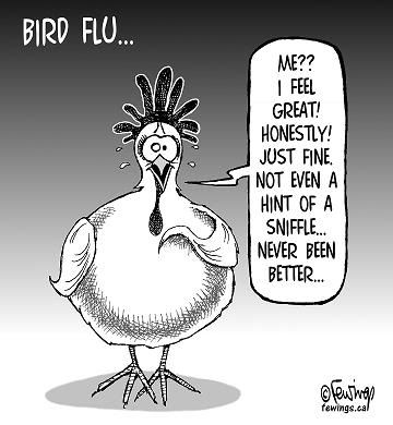 birdflu.jpg