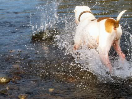 marley and me puppy years. The huge puppy pursued lots of