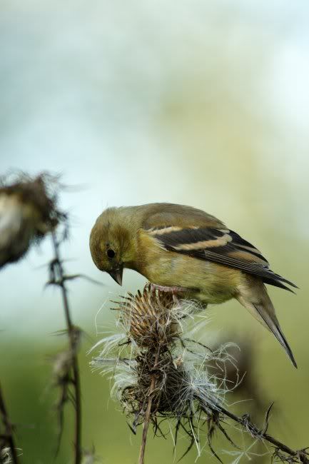 IMAGE: http://img.photobucket.com/albums/v241/punkmuzikboy/Img_1787edit.jpg