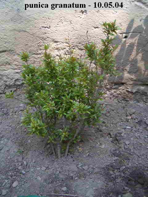 punicagranatum1.jpg