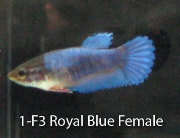 royal blue female