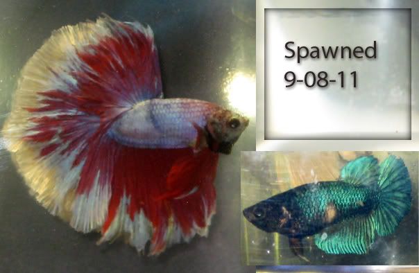 Parents of betta(s) on auction