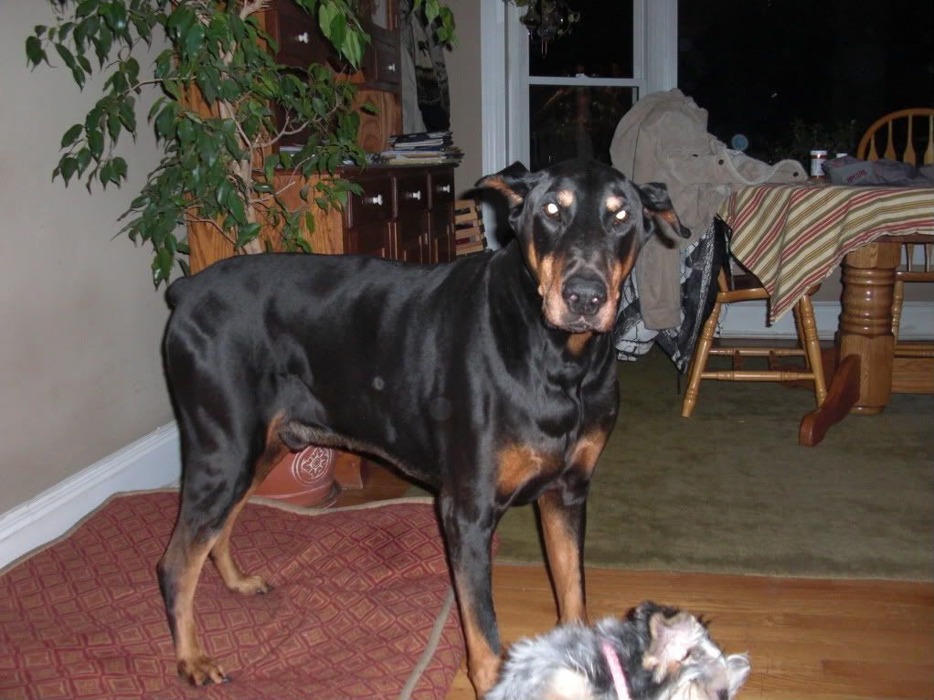 Doberman On Steroids