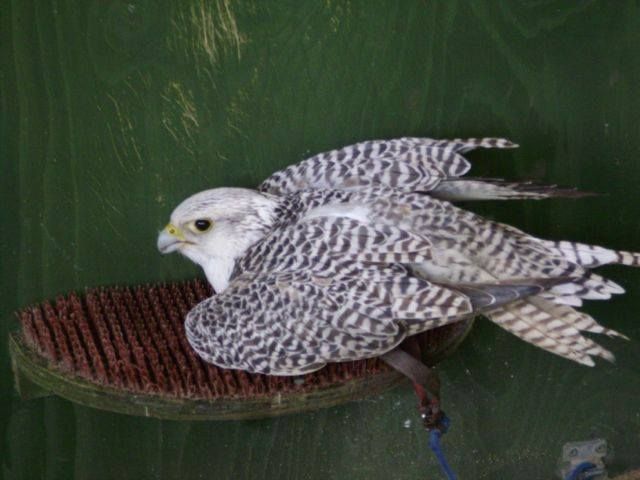 They had a falconry in the castle. Here is Bullet the Gyr Falcon. Such a pretty bird. photo 10526190_10154435957195023_7669362115622528522_n.jpg