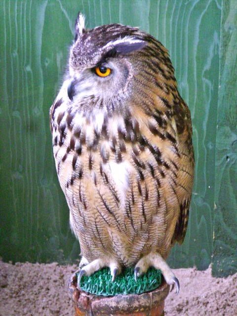 Eurasian Eagle Owl. A gorgeous bird, with beautiful plumage, Hector was very vocal, squawking a regular intervals. His handler said it was because he wanted to be fed. photo 1798868_10154435957525023_864531114732586792_n.jpg