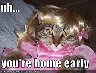 funny-pictures-cat-wig-dress-home-e.jpg