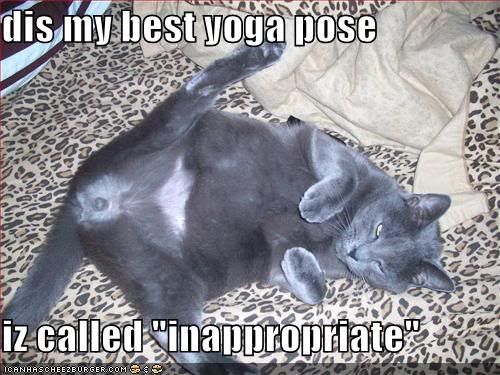 funny-pictures-grey-cat-yoga-pose.jpg