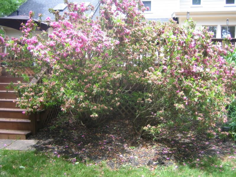 How to Prune an Azalea tree/bush