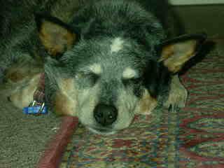 Sleeping 17yo Blue Heeler!