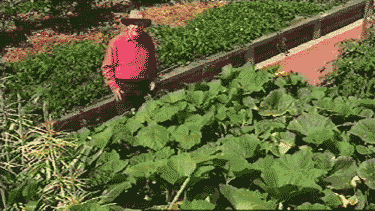 Pete and the pumpkin patch