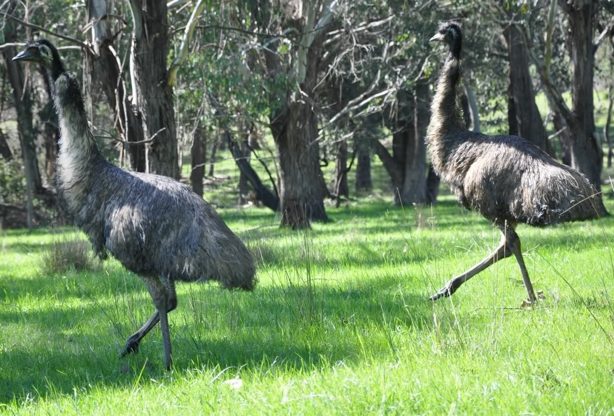 emu1.jpg