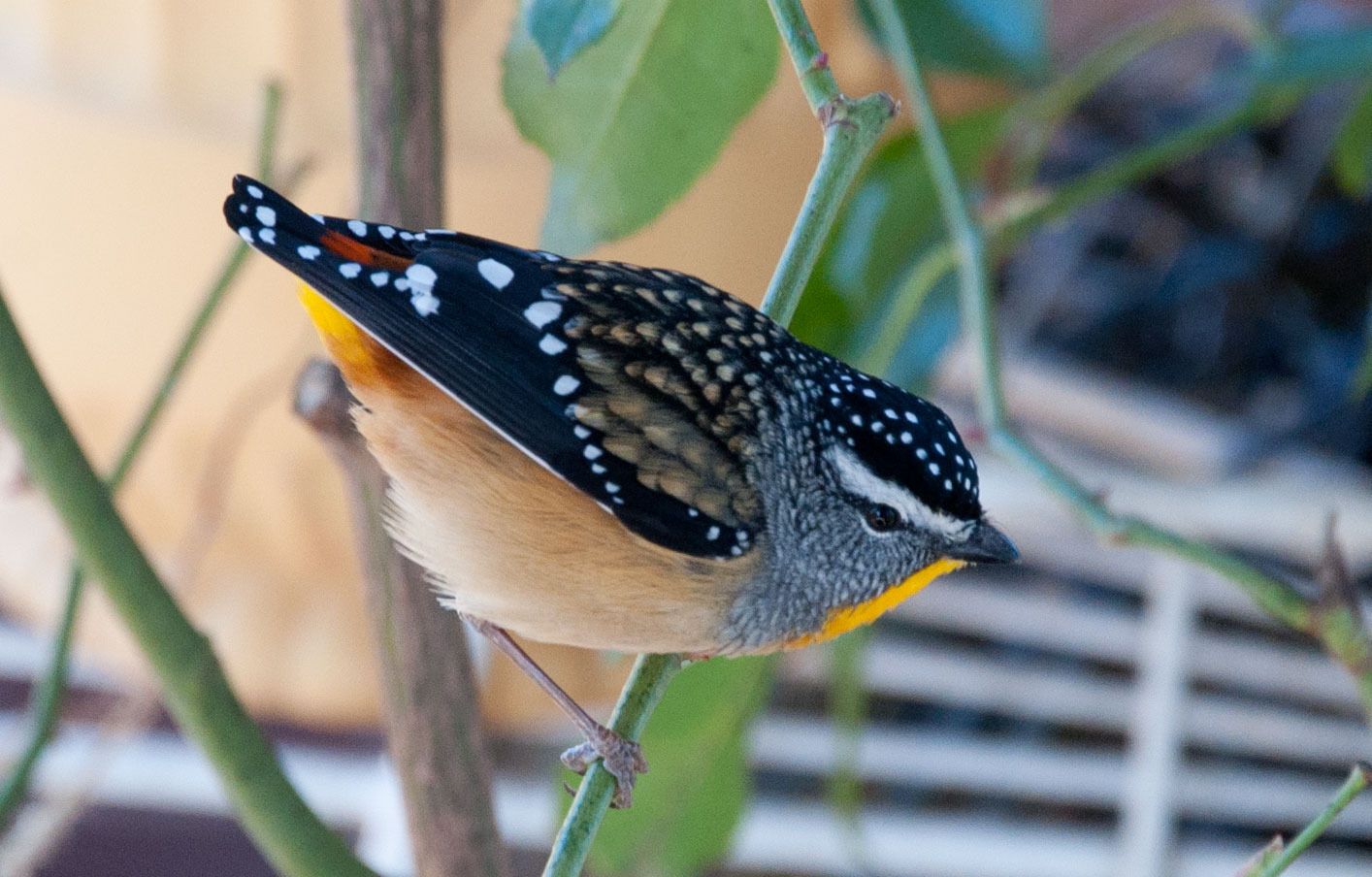 pardalote4.jpg