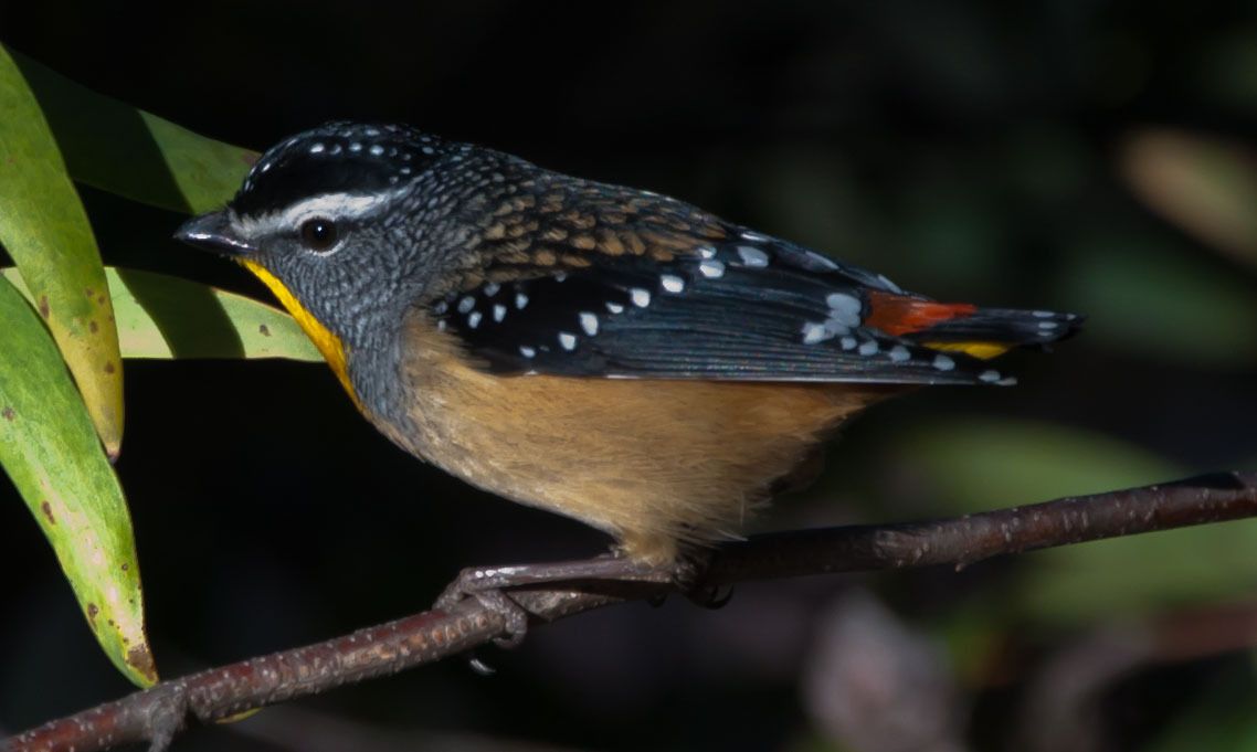 pardalote7.jpg