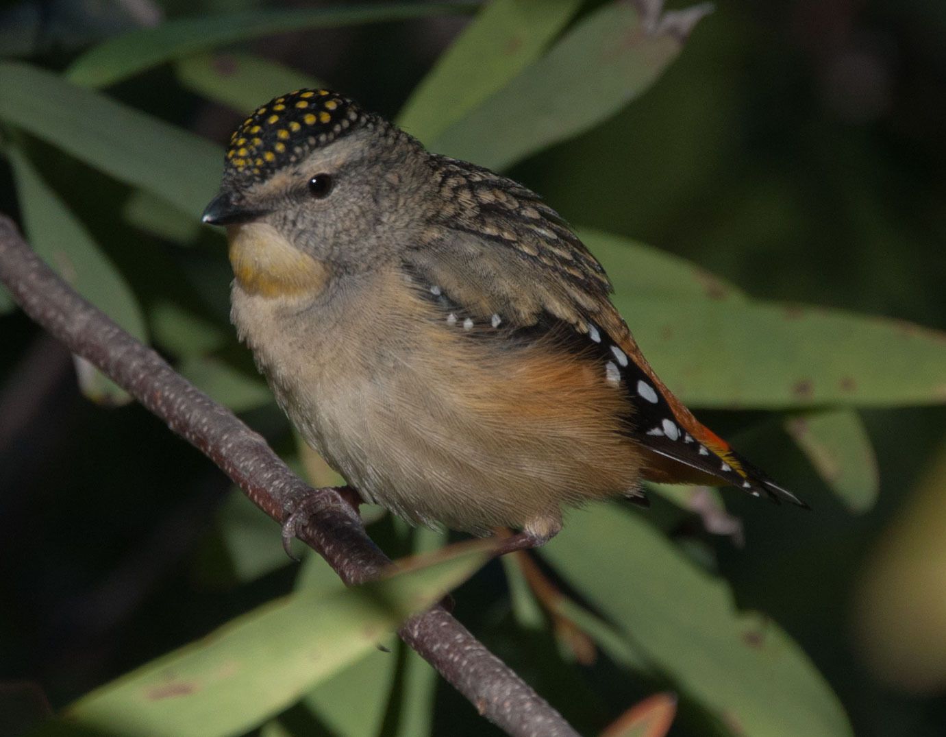 pardalote8.jpg